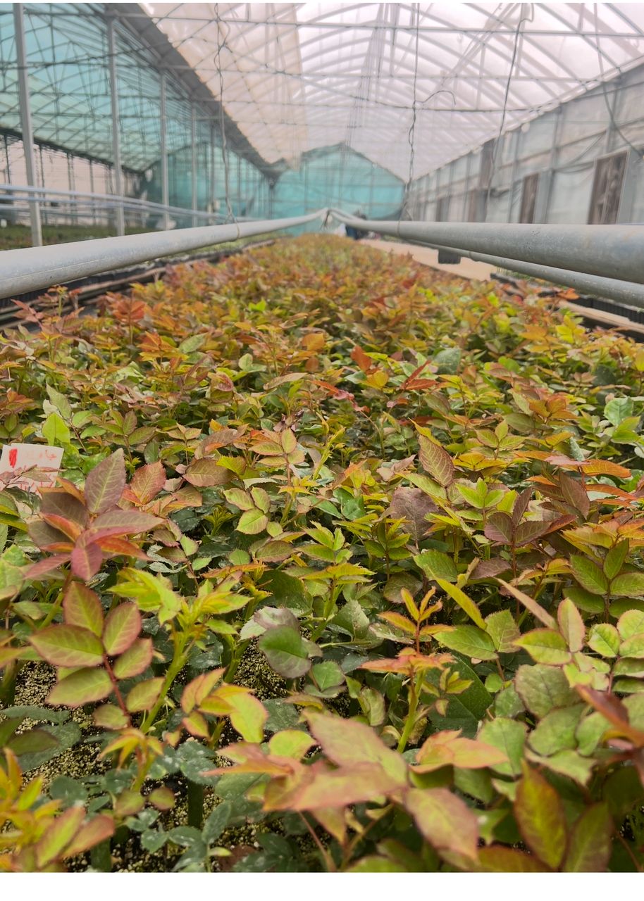 تولید و فروش قلمه رز هلندی گلستان رز جاوید در یاسوج